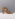 Scavesti 03484 beige
